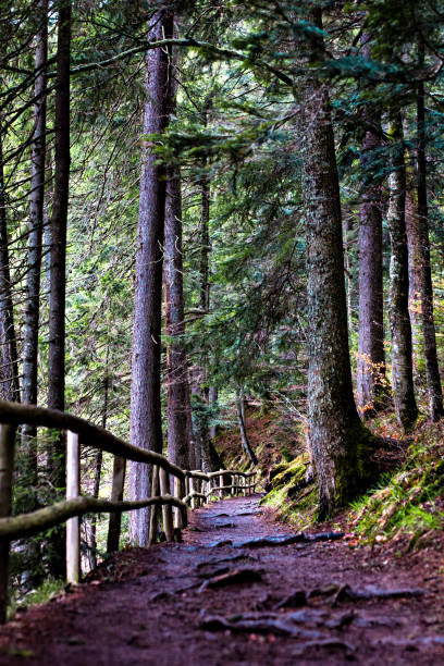istock Path through green forest in the mountains 915361652