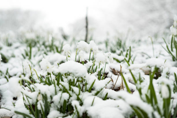 istock Snowdrop flowers covered in snow. 915362700