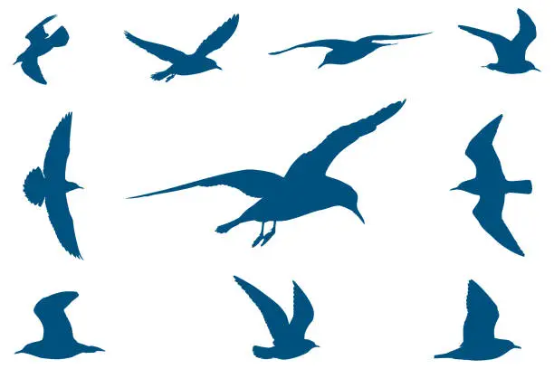 Vector illustration of Seagulls