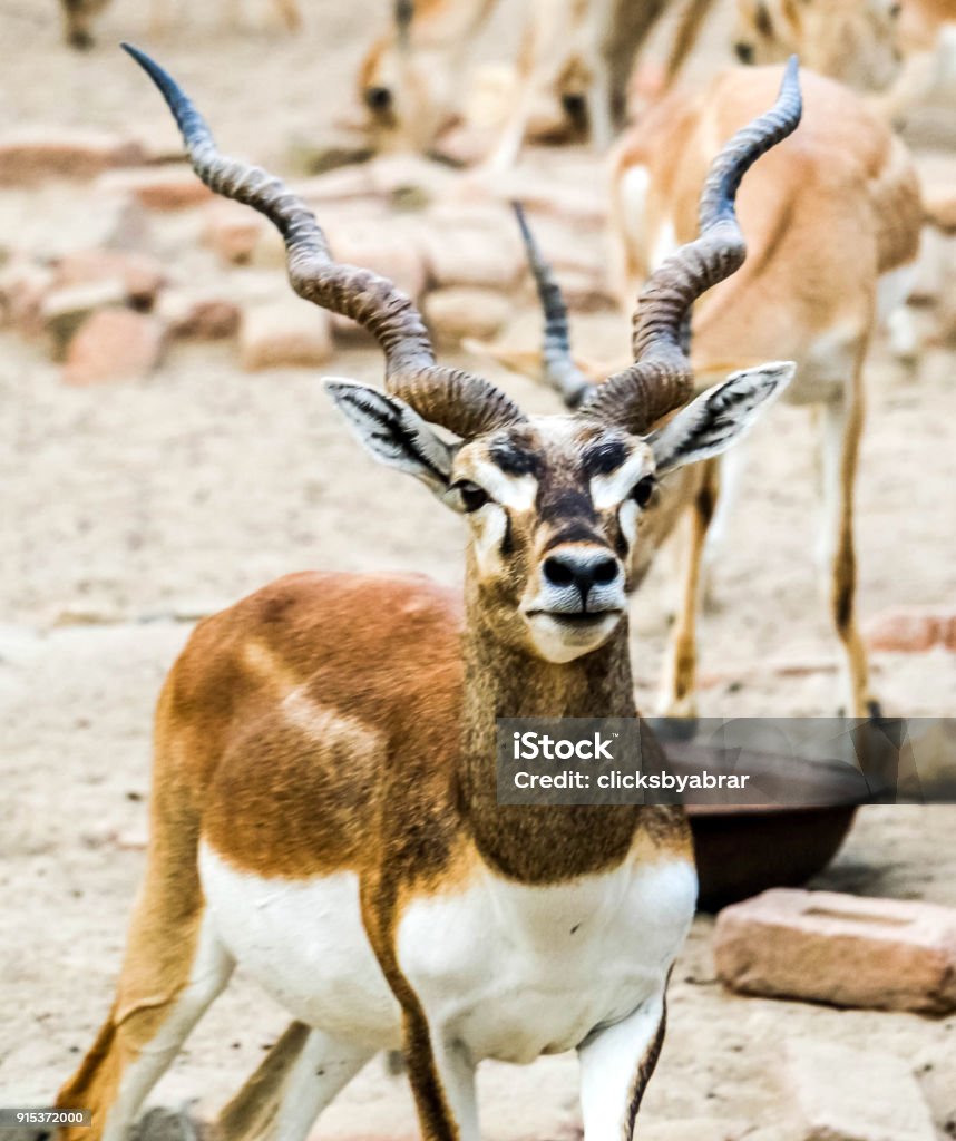 Beautiful Wild Animal Blackbuck Deer Or Indian Antelope In Lal Suhanra  National Park Safari Park Bahawalpur Pakistan Stock Photo - Download Image  Now - iStock