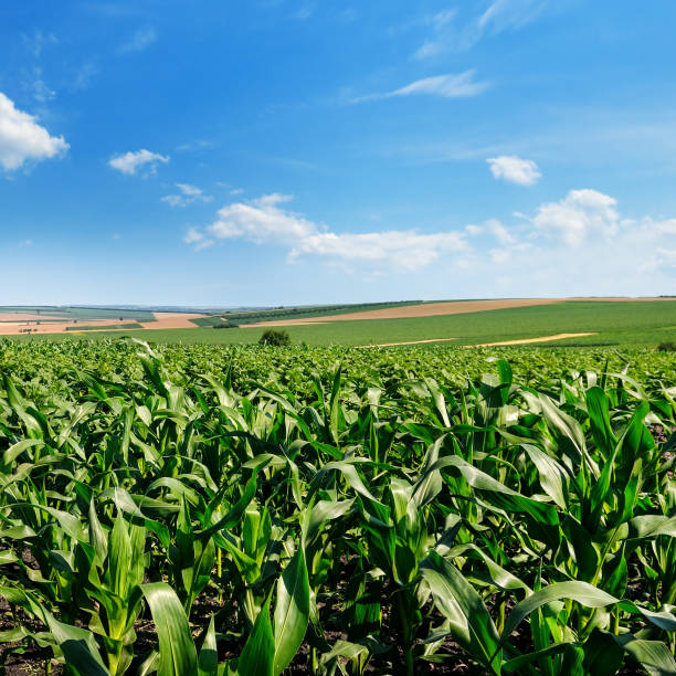 istock green cornfield and blue sky with light cumulus clouds 915373072