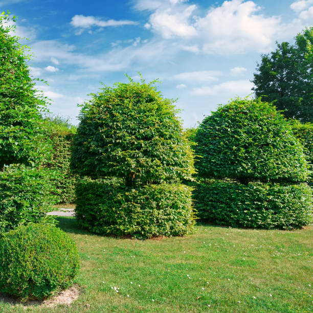 istock Hedges and ornamental shrub in a summer park 915373136