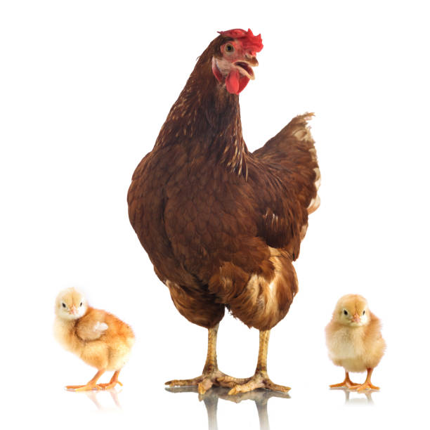 istock Brown chicken and two little chicken isolated on white background 915375424
