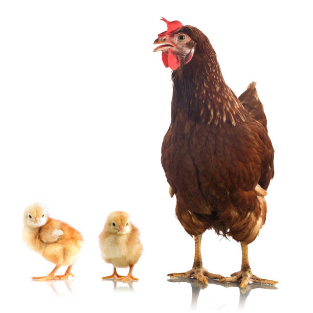 istock Brown chicken and two little chicken isolated on white background 915375500