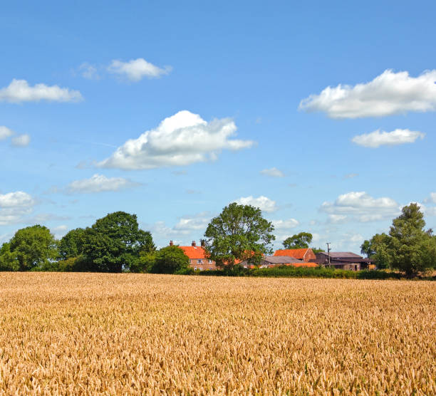 istock Field of golden wheat. 915375590