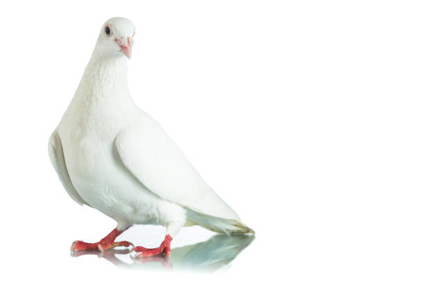 istock White dove isolated on white background 915375616