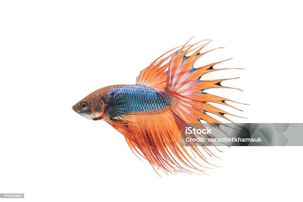 beautiful betta splendens isolated on white background close-up of siamese fighting fish (betta splendens) isolated on white background (Crown Tail) Cut Out Stock Photo