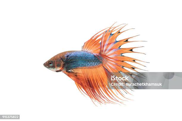 Beautiful Betta Splendens Isolated On White Background Stock Photo - Download Image Now