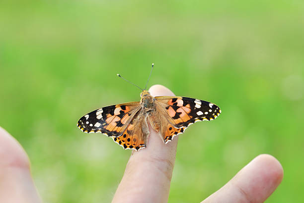 istock Painted Lady butterfly on human finger 91537595