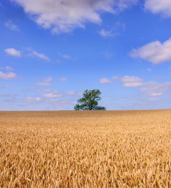 field of golden wheat. - agricultural activity yorkshire wheat field imagens e fotografias de stock