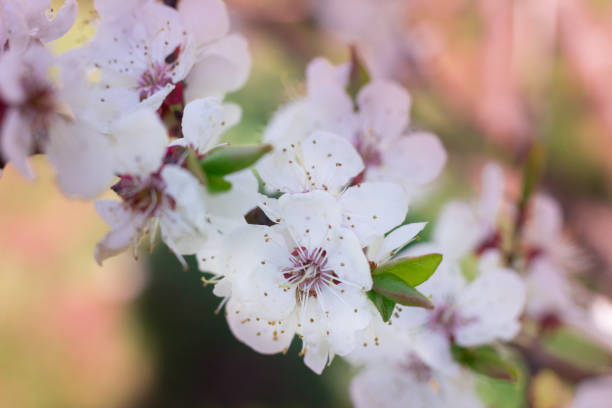 istock Fresh spring cherry blossom flowers close-up on colourful bokeh background 915376688