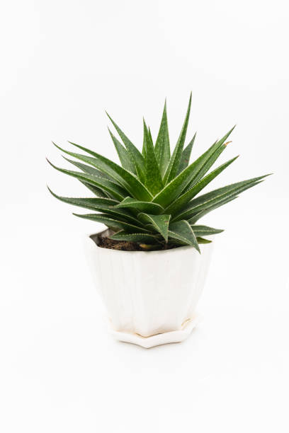 istock Beautiful cactus Haworthia plant in small white pot 915376786