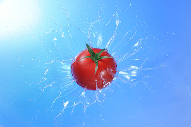 tomato