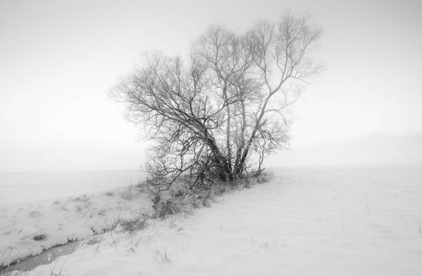 istock A single tree isolated a foggy evening 915380184