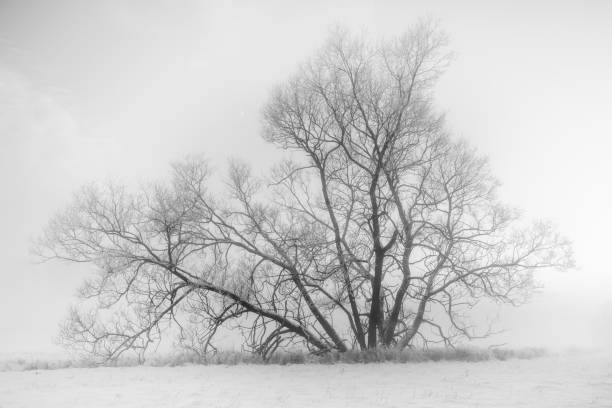 istock A single tree isolated a foggy evening 915380234