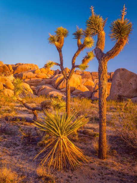 istock Southwest desert USA  at Joshua Tree National Park, CA 915380502