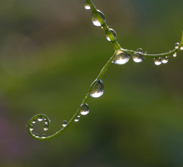 istock Dew drops close up Colored water drops on a leaf 915380524