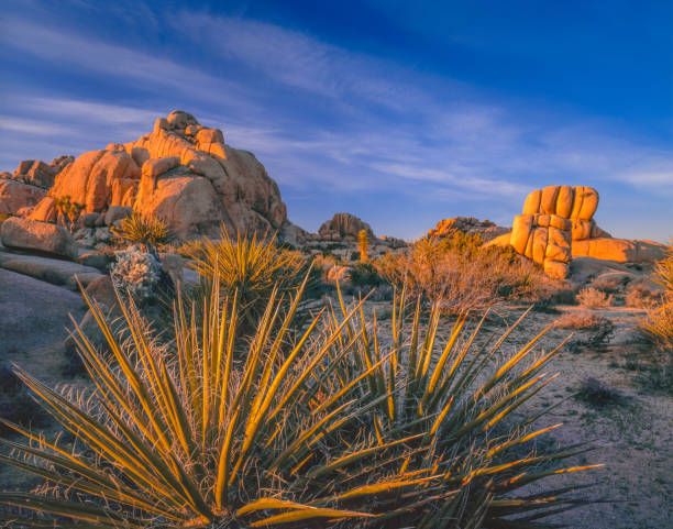 istock Southwest desert USA  at Joshua Tree National Park, CA 915380558