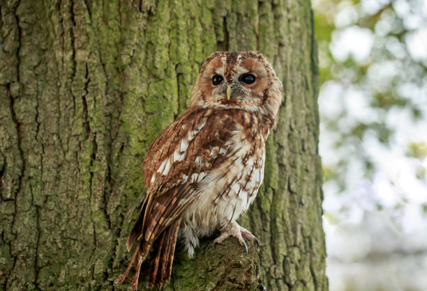 istock The tawny owl or brown owl 915380594