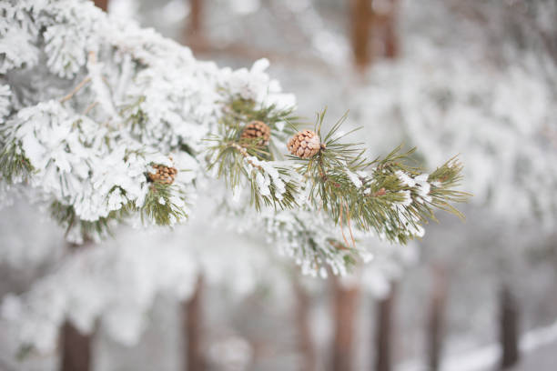 istock trees with snow in the mountains of Madrid 915380646