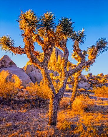 Fit Woman Standing on Boulder, Hiking in Joshua Tree National Park, California . High quality photo