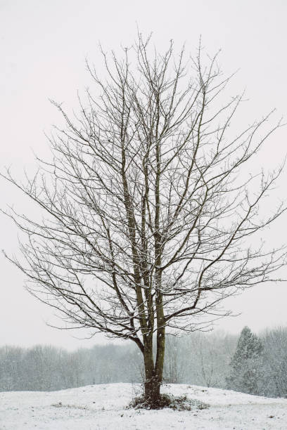 istock Lone winter tree in a snowy landscape. 915380772