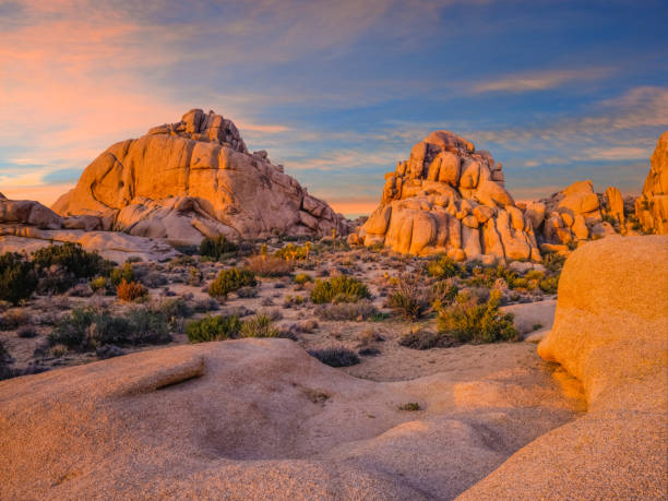 südwestlichen wüste im joshua tree nationalpark, ca usa - wildflower california desert spring stock-fotos und bilder