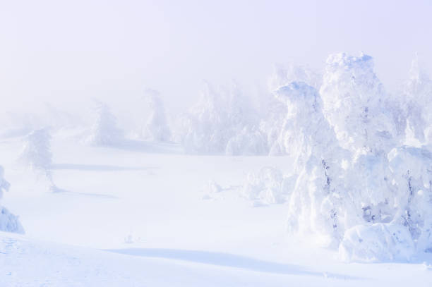 istock Snow-covered trees in the forest during snowfall. 915383574