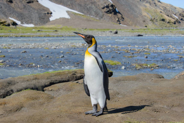 istock King penguin on South Georgia 915383692