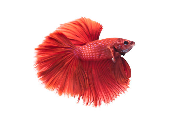 istock beautiful betta splendens isolated on white background 915384318