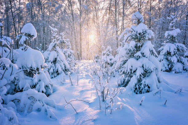 istock View of the winter forest. 915384556