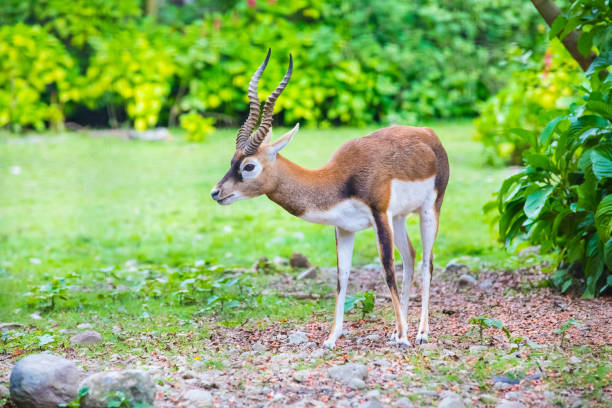 antelope blackbuck portait India