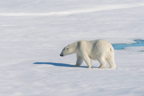 istock Polar bear on the pack ice 915387060