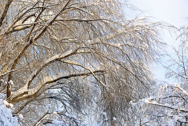 istock Winter evening in the Moscow forest 915387564