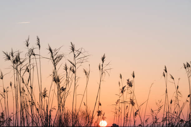 Reeds Grass Silhouette In The Sunset At The Beach
