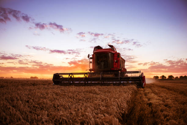 istock Harvesting the wheat 915391338