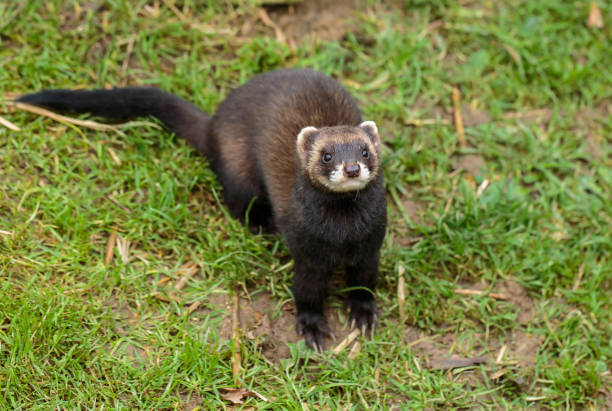 istock The European polecat 915391854