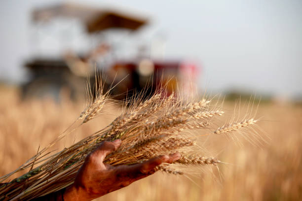 istock Happy farmer holding wheat crop in hands 915392288