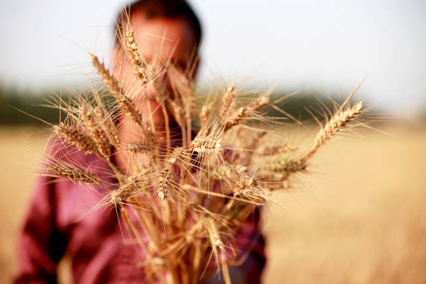 Happy farmer holding wheat crop in his hands also the field located in Rohtak which is a small district of haryana state, India.