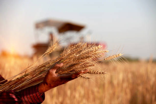 istock Happy farmer holding wheat crop in hands 915392308
