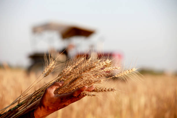 istock Happy farmer holding wheat crop in hands 915392336