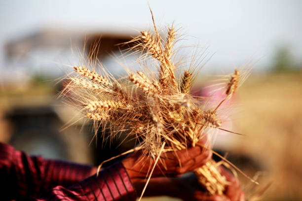 istock Happy farmer holding wheat crop in hands 915392372