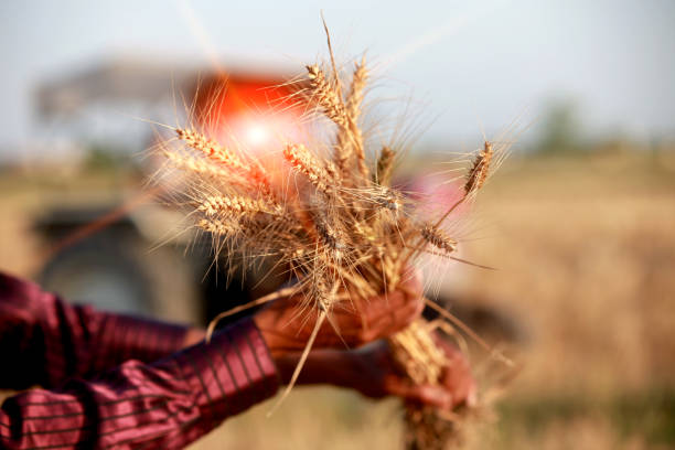 istock Happy farmer holding wheat crop in hands 915392380