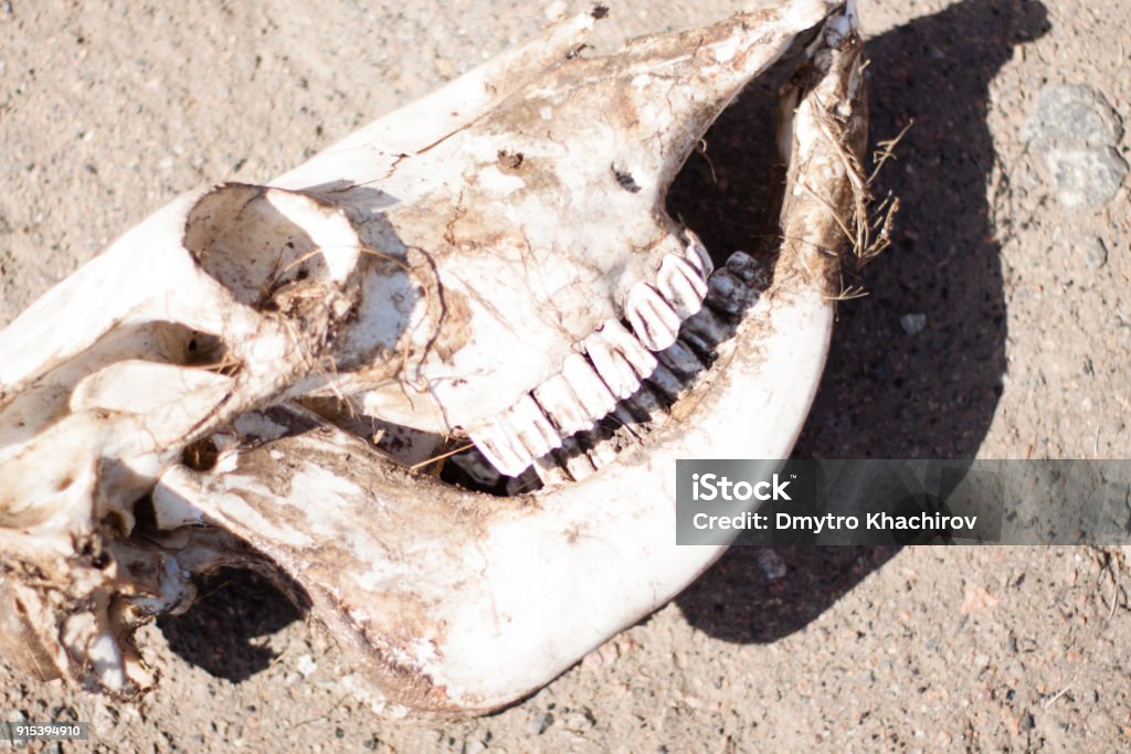 Animal Bones In The Field Stock Photo - Download Image Now - Herbivorous,  Skull, Accidents and Disasters - iStock