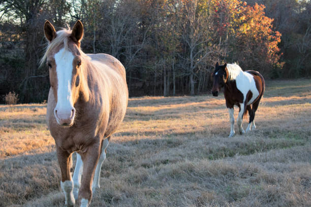 istock horse at sunset close up 915395246