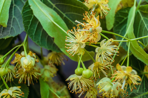 Natural background of linden tree flowers with limited depth of field