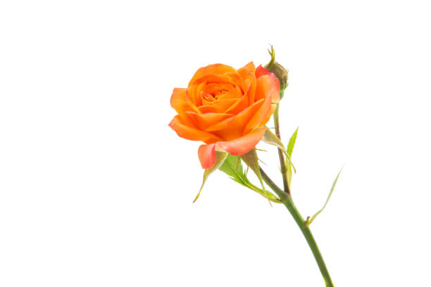 istock orange rose isolated 915398354