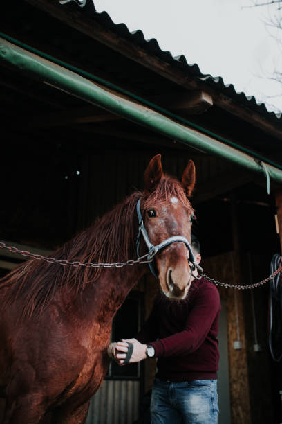 istock Man brushing a horse. 915398626