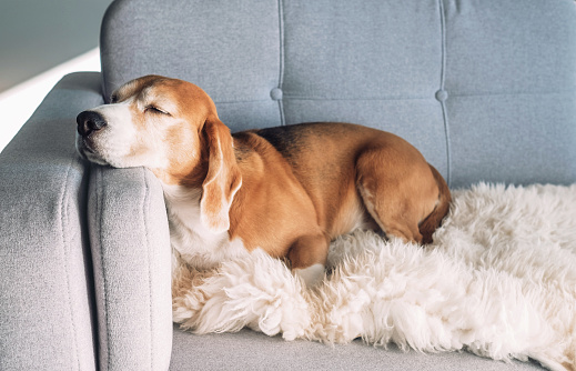 Beagle se duerme en el sofá acogedor photo