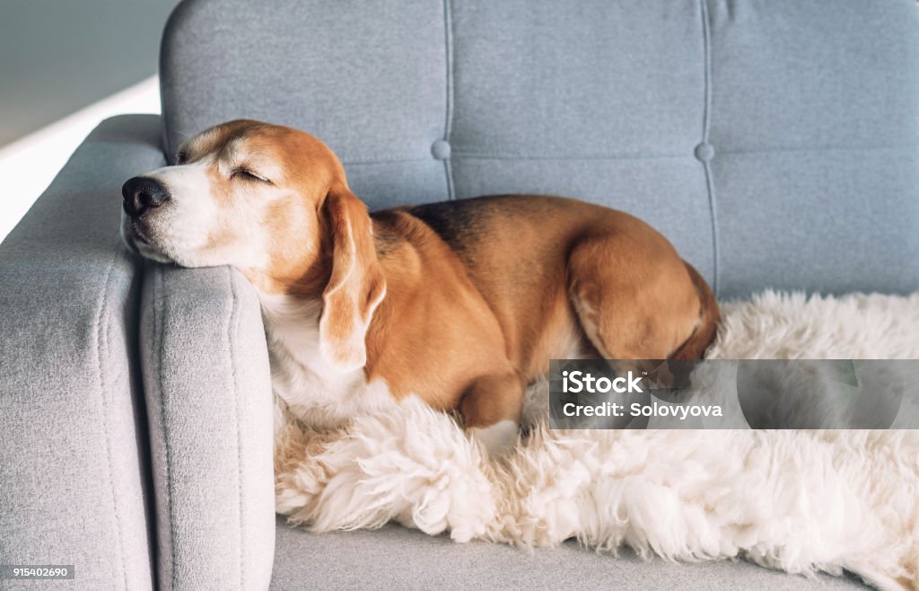 Beagle dort sur le canapé confortable - Photo de Chien libre de droits